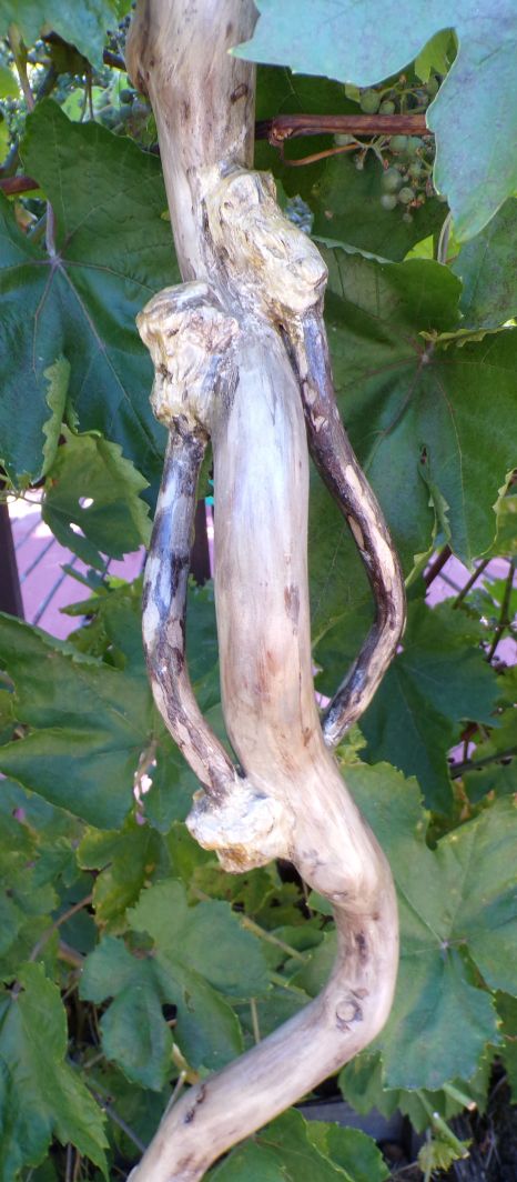 Broom Willow Vine