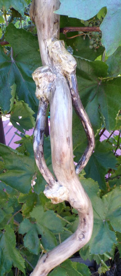 Broom Willow Vine