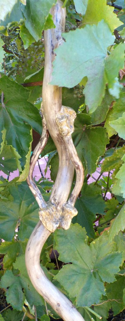 Broom Willow Vine